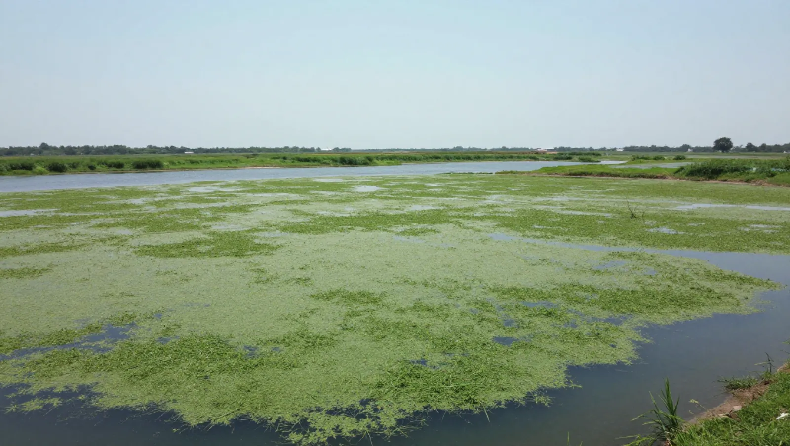 Flat terrain with water covered in green aquatic plants; no machinery for work visible — Daniel Dean Land Clearing, Southeast Texas