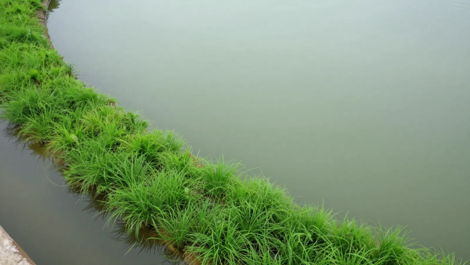 Artificial Pond Plants: 5 Benefits of Adding Them to Your Pond Calm water borders lush green grass; terrain is aquatic vegetation with no machinery or active work — Daniel Dean Land Clearing, Southeast Texas