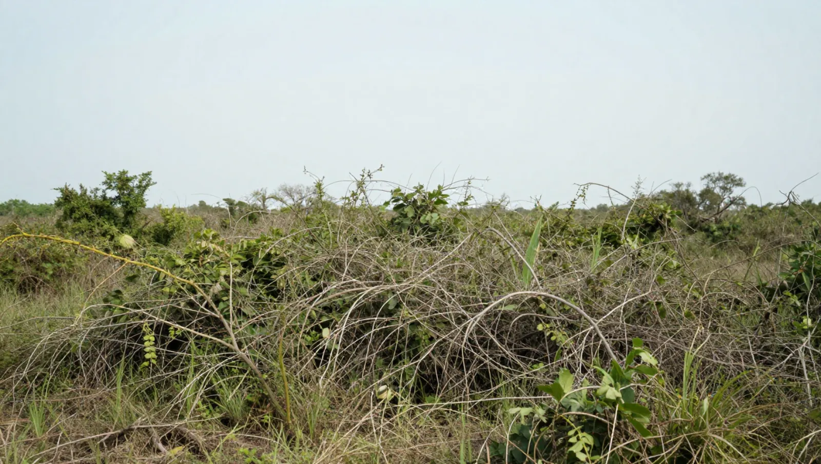 Grassy scrubland terrain with no machinery or visible work present — Daniel Dean Land Clearing, Southeast Texas