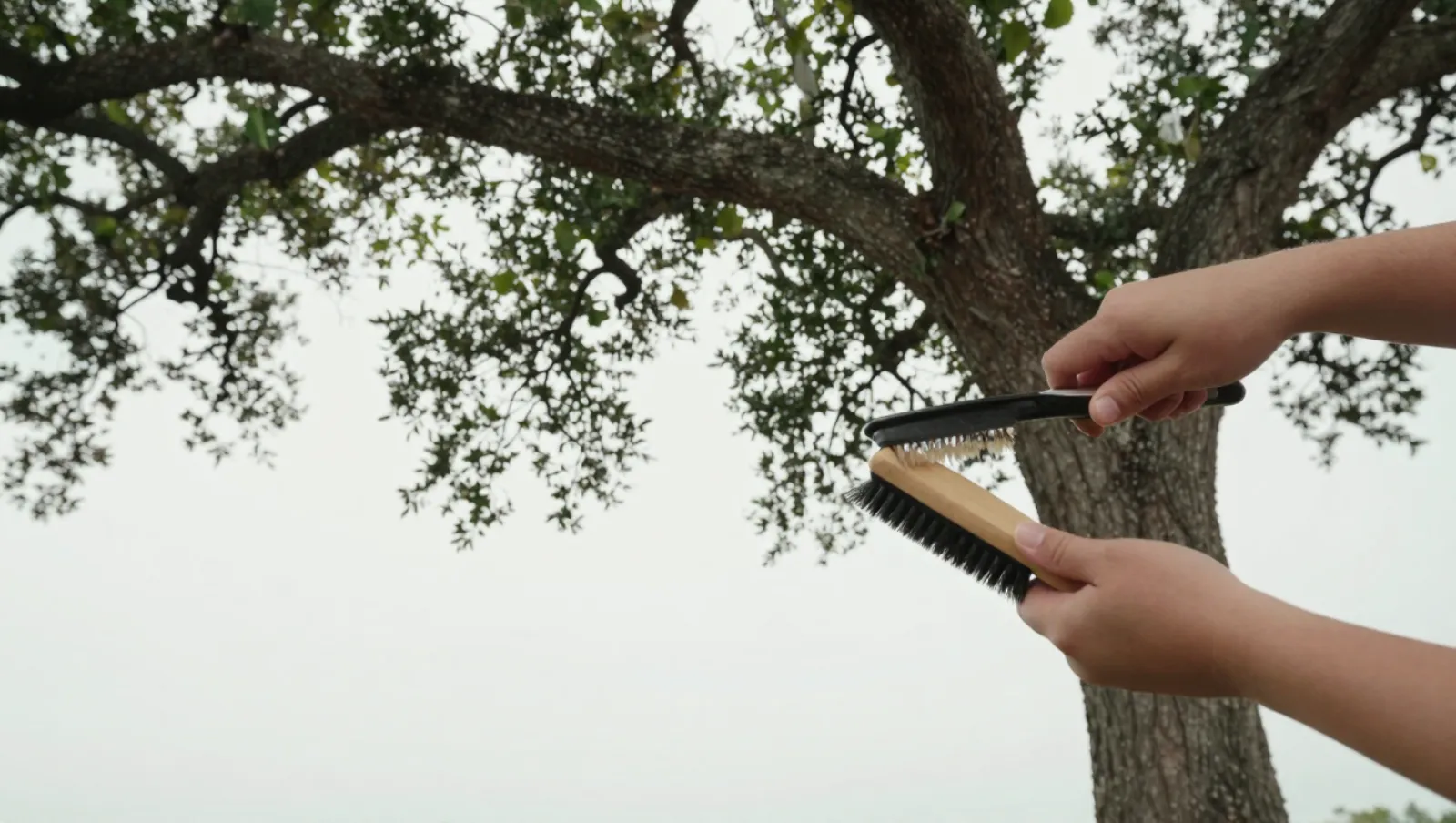 Brush Tree Removal and Wildfire Risk Reduction in Texas Hands hold two brushes against a tree trunk; machinery is brushes, terrain the tree, work involves handling for maintenance — Daniel Dean Land Clearing, Southeast Texas