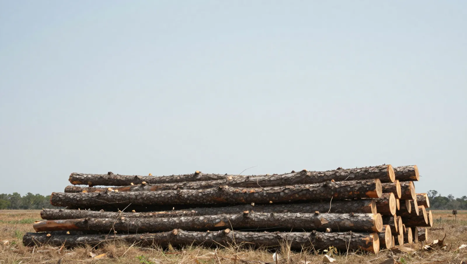 Tree cutting service near me: Houston Commercial Site Prep Stacked cut logs lie on dry grass terrain; logging work done without machinery — Daniel Dean Land Clearing, Southeast Texas