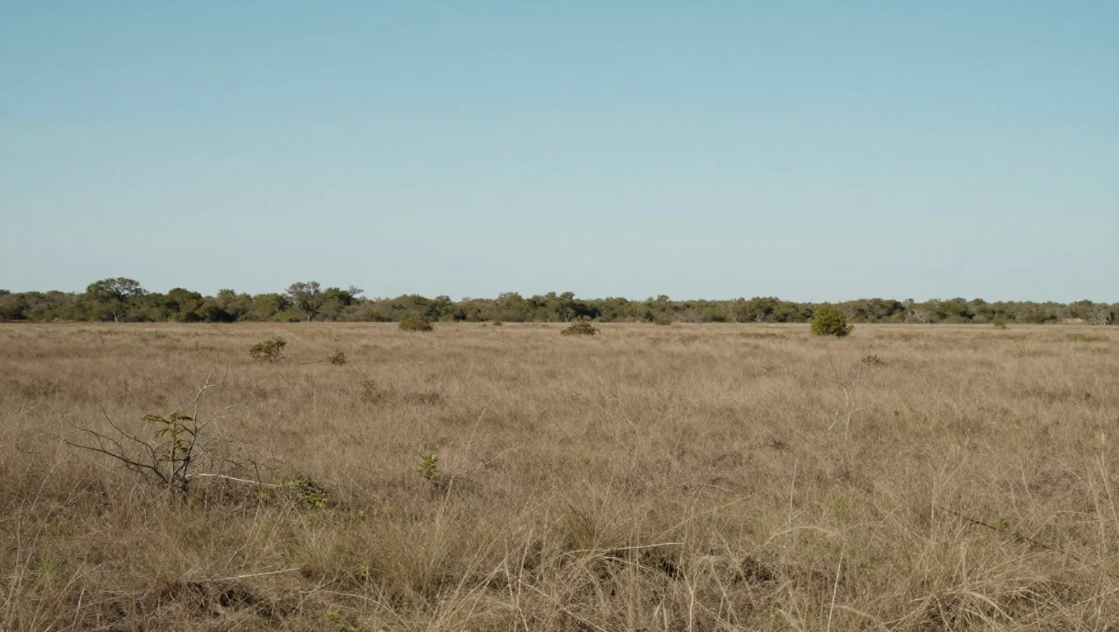 No machinery; dry grassland with sparse trees shows no work — Daniel Dean Land Clearing, Southeast Texas