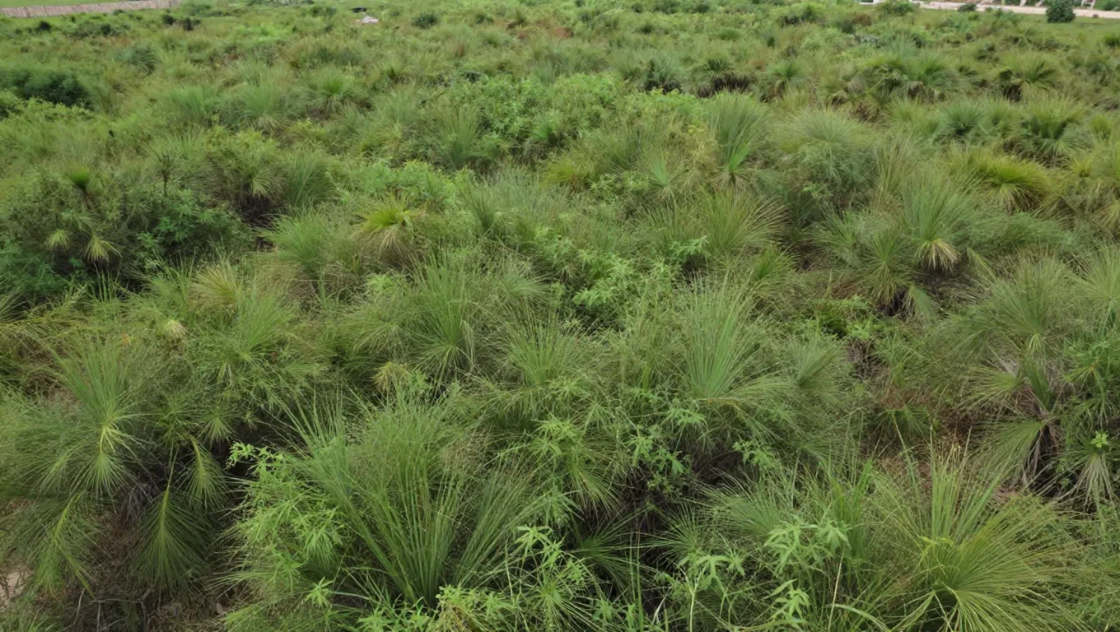How to Clear Brush in Woods for Building or Landscaping Projects No machinery visible; grassy terrain with dense vegetation, no work underway — Daniel Dean Land Clearing, Southeast Texas