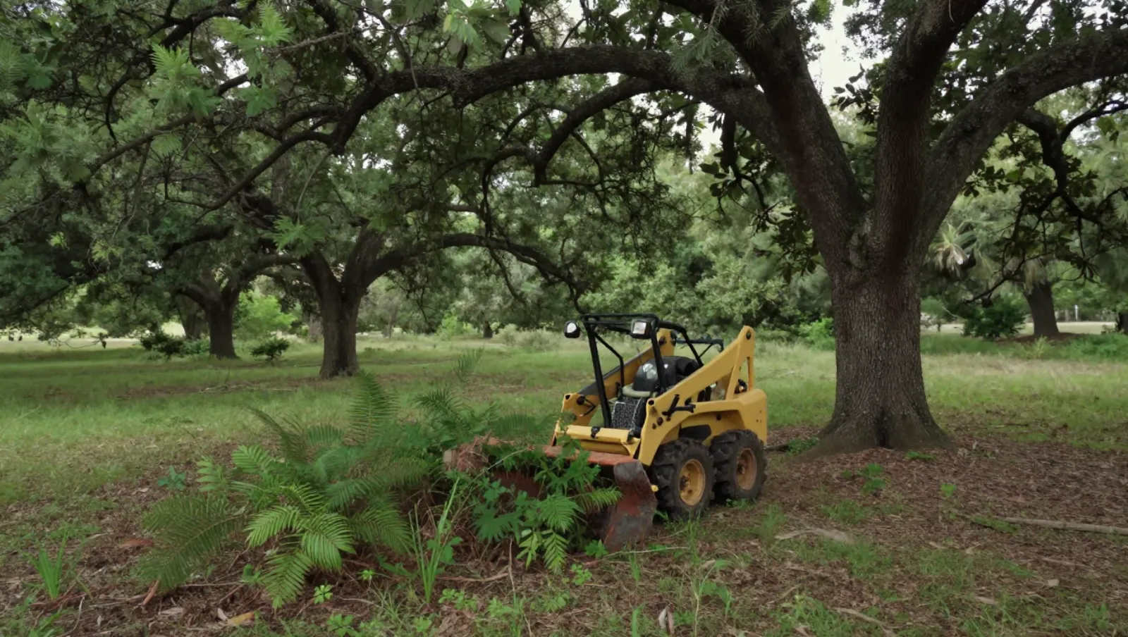 Guide on How to Clear Brush Without Damaging Nearby Plants Yellow skid steer loader clears brush under trees in a wooded grassy area — Daniel Dean Land Clearing, Southeast Texas