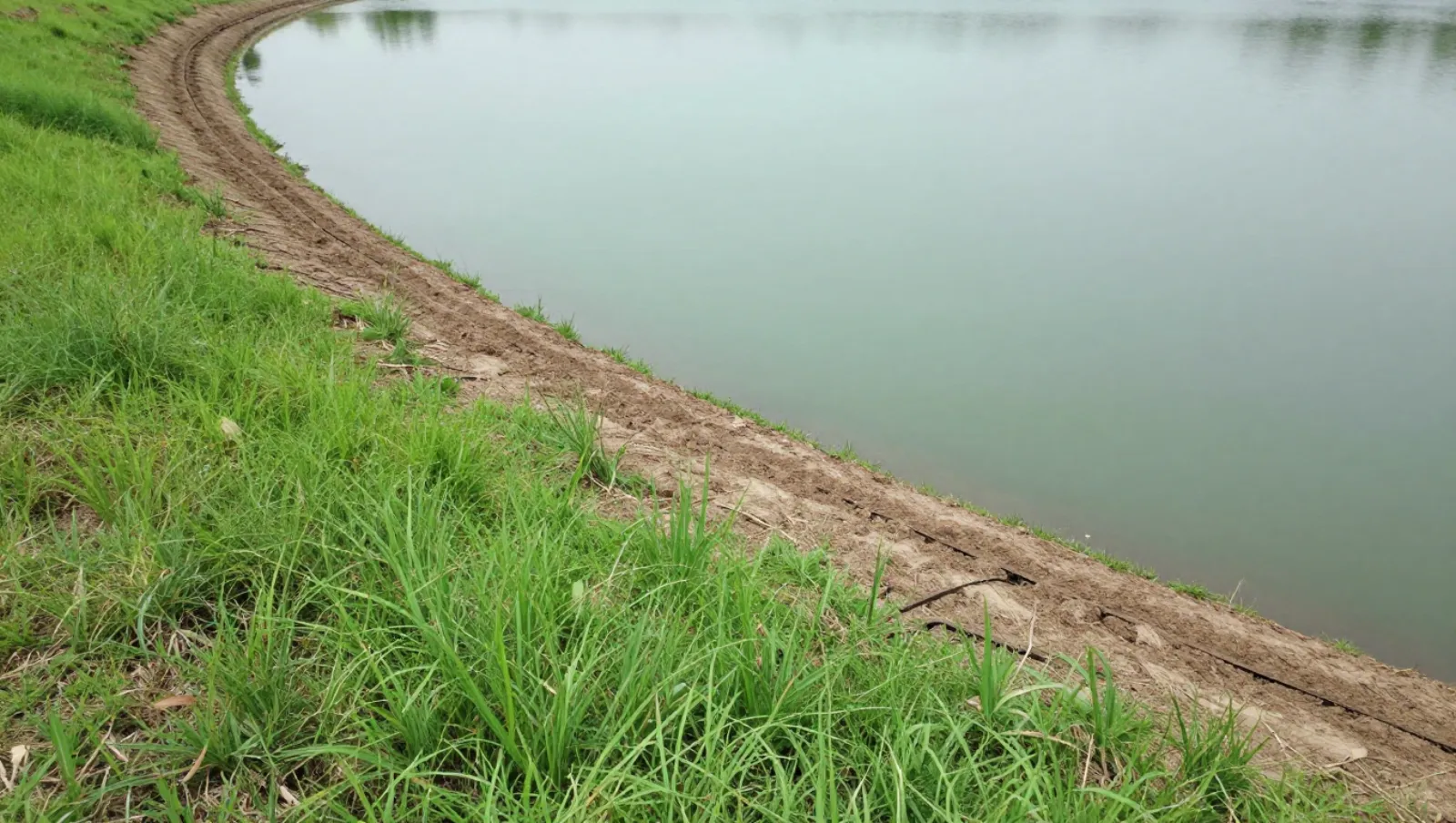 Vehicle tracks mark a curved dirt path beside green grassy terrain along a calm water body; terrain maintained — Daniel Dean Land Clearing, Southeast Texas