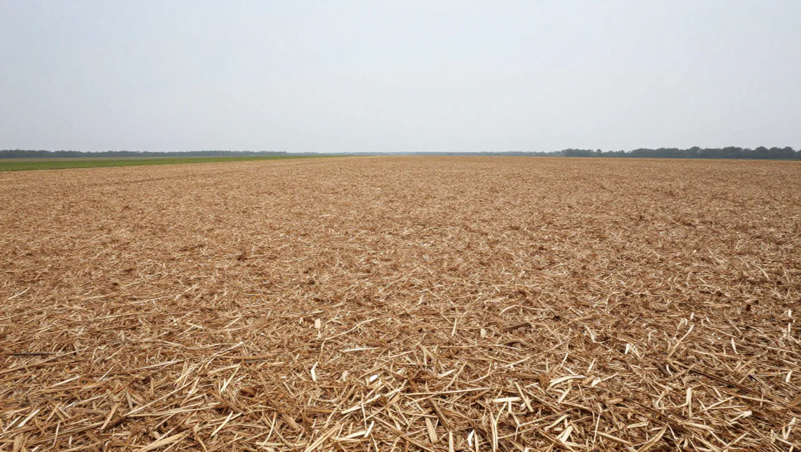 Scrub Clearing Services for Rural Properties in Magnolia, TX Flat agricultural field covered in harvested crop stubble has no machinery; work done is recent harvesting — Daniel Dean Land Clearing, Southeast Texas
