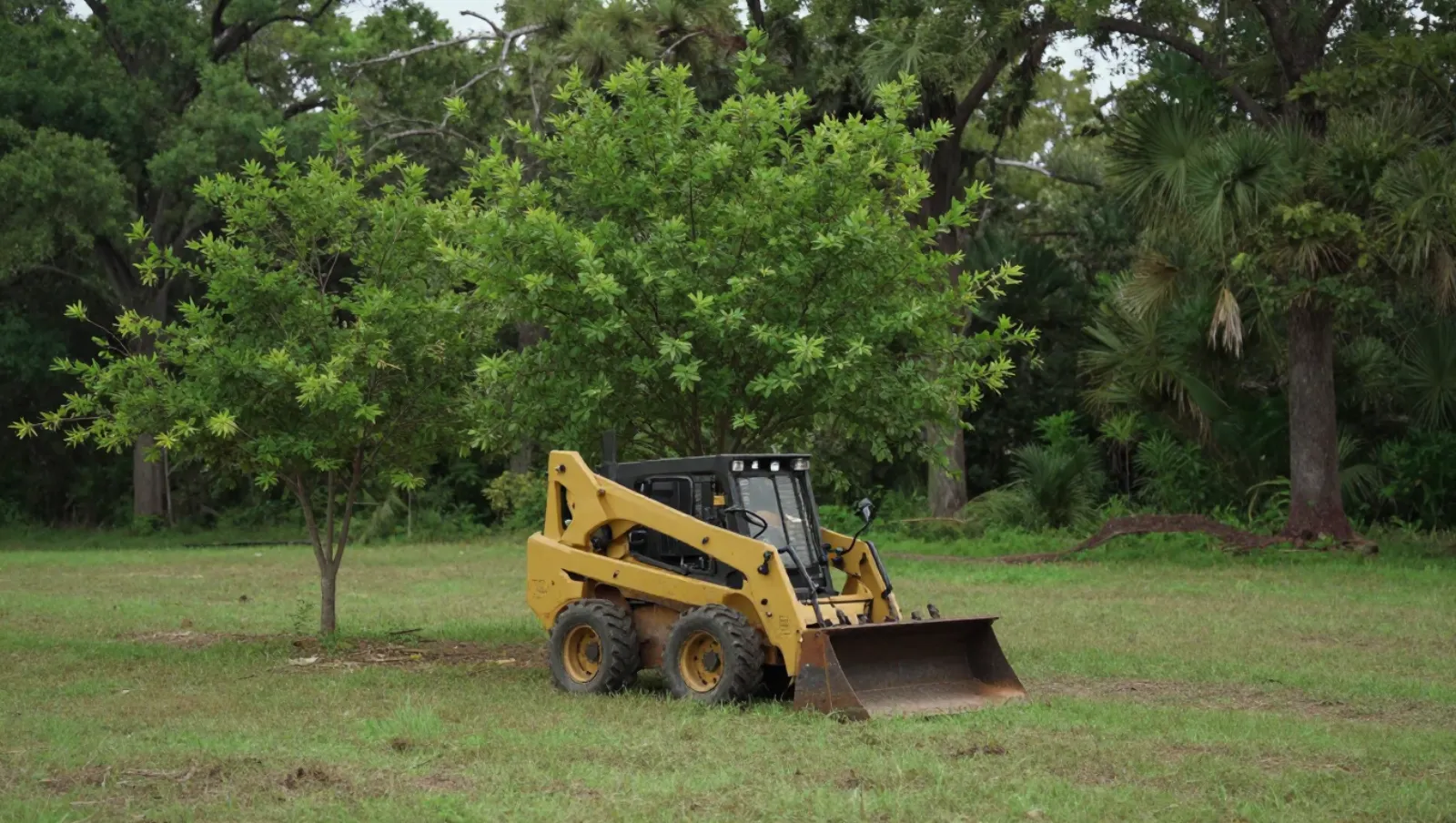 Texas Commercial Builders: Risks of Skipping Proper Site Clearing Yellow skid-steer loader on grassy field with trees; its bucket suggests earth-moving work — Daniel Dean Land Clearing, Southeast Texas
