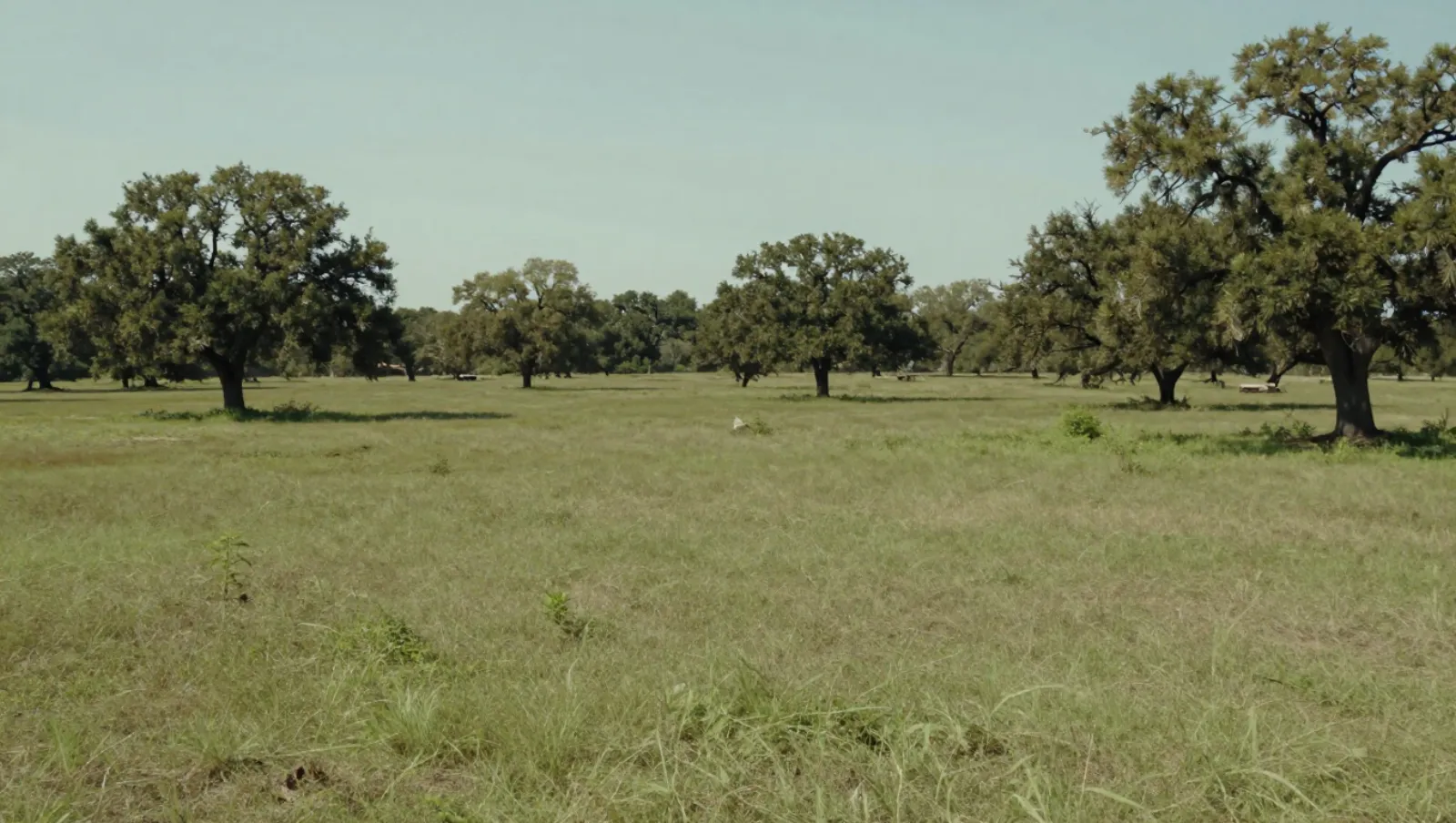 Texas Land Clearing Contractor: What Services Are Included? Grassland dotted with oak trees has no visible machinery or active work — Daniel Dean Land Clearing, Southeast Texas