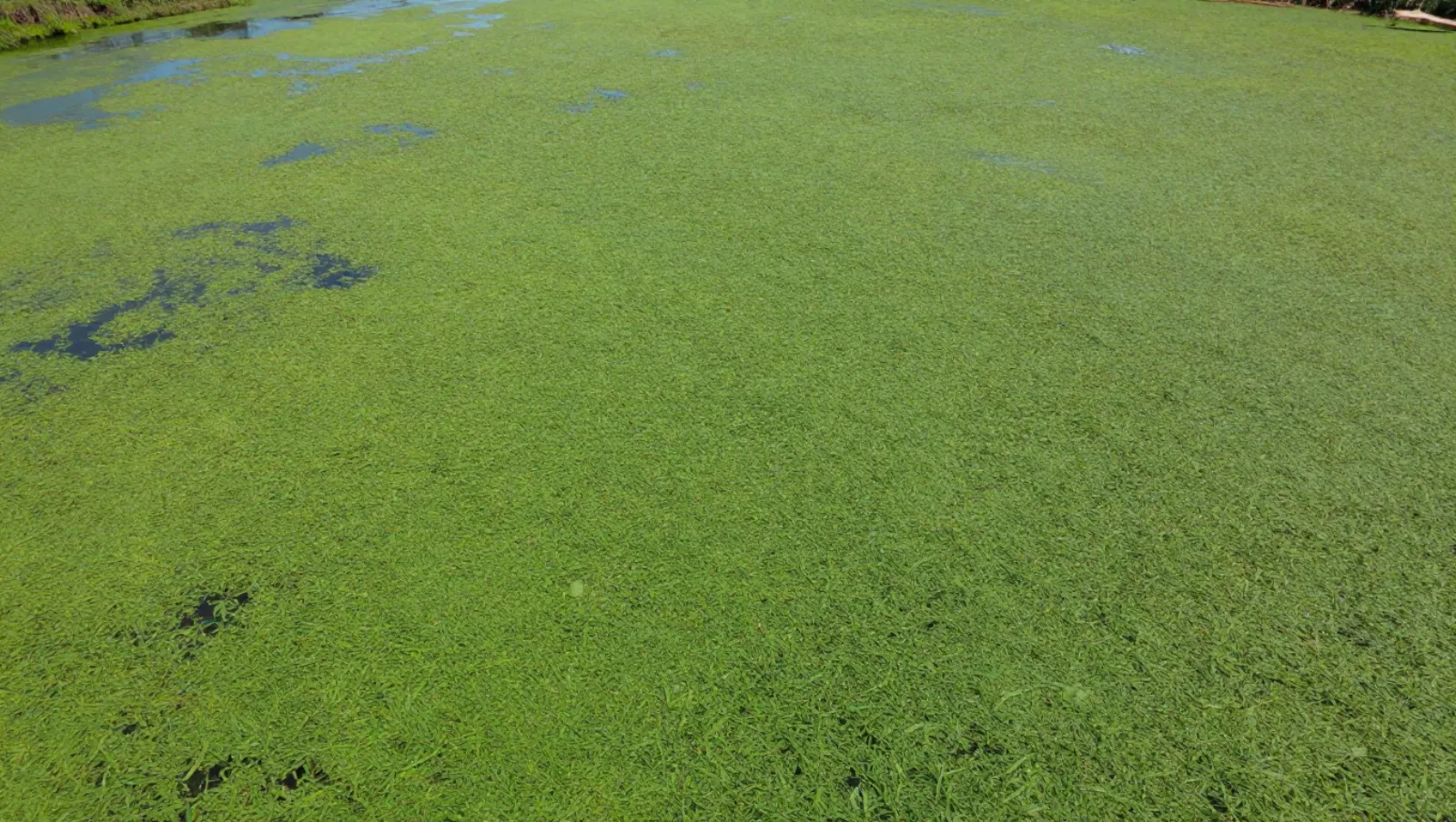 Green aquatic plants cover water terrain; no machinery present, no work being done — Daniel Dean Land Clearing, Southeast Texas