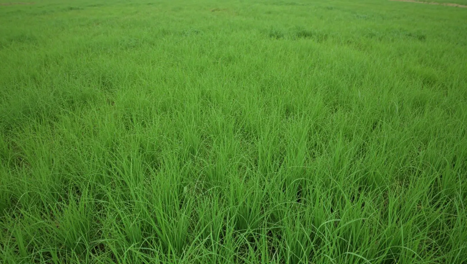 Grassy terrain with no machinery visible; field work is not evident here — Daniel Dean Land Clearing, Southeast Texas