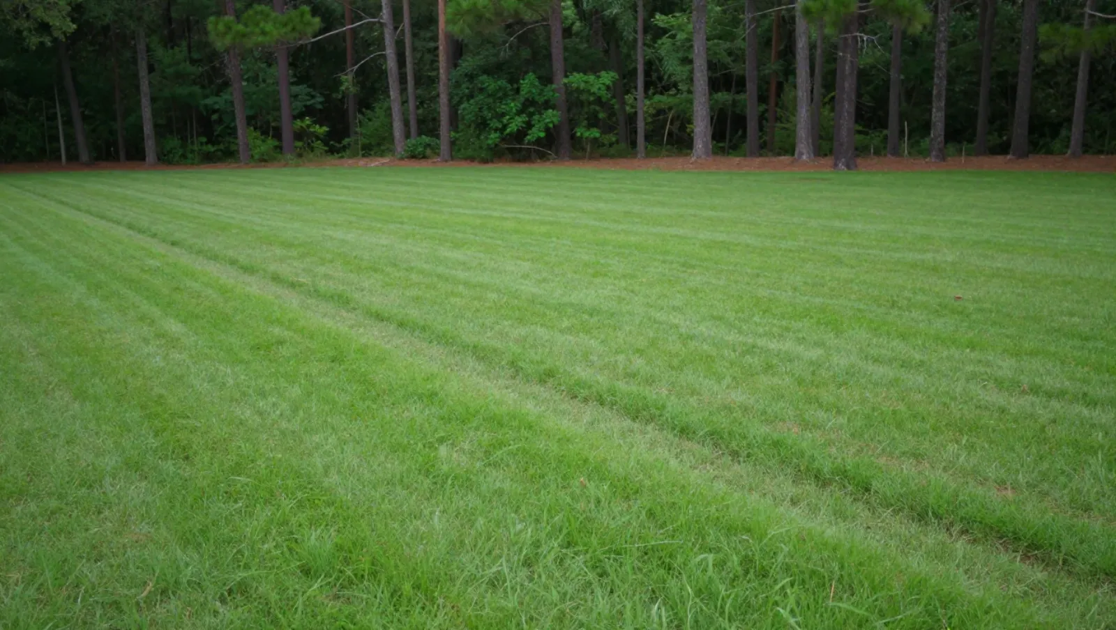 Drainage in Conroe, Texas — completed work Grassy terrain shows mowed stripes from a lawn mower's work — yard and property drainage in Conroe, Texas