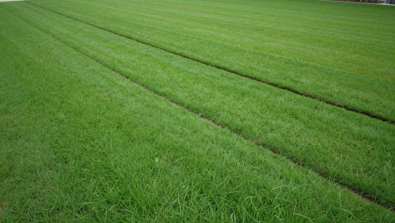 Drainage in Cypress, Texas — completed work Lawn mower marks a lush green lawn with straight mowing lines during turf maintenance — yard and property drainage in Cypress, Texas