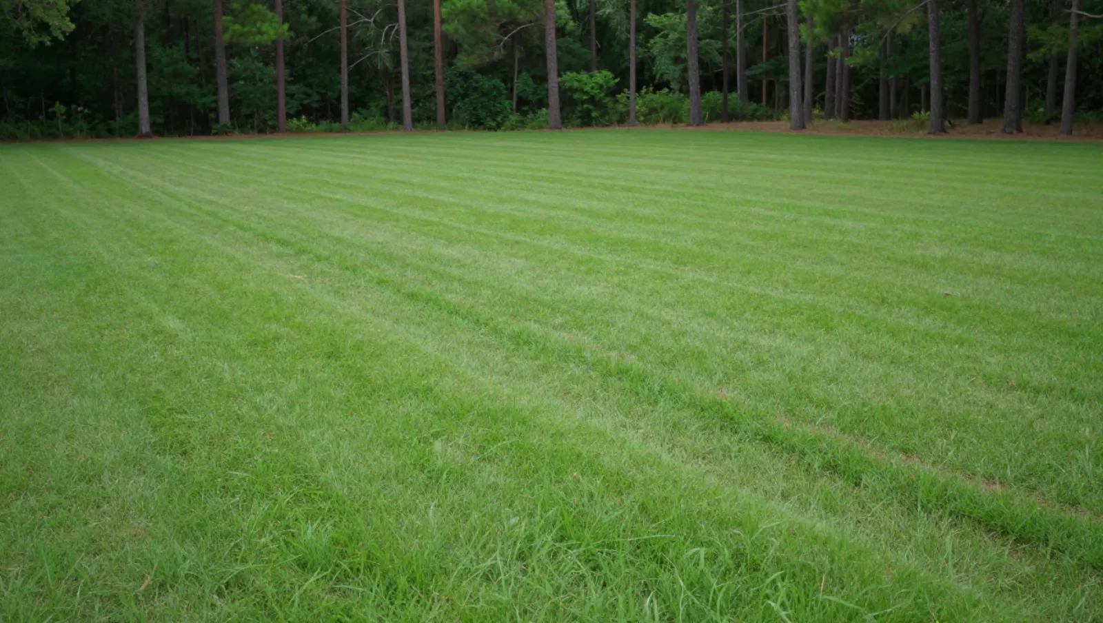 Drainage in Spring, Texas — completed work Lawnmower mowed this grassy field into striped patterns near forested trees — yard and property drainage in Spring, Texas