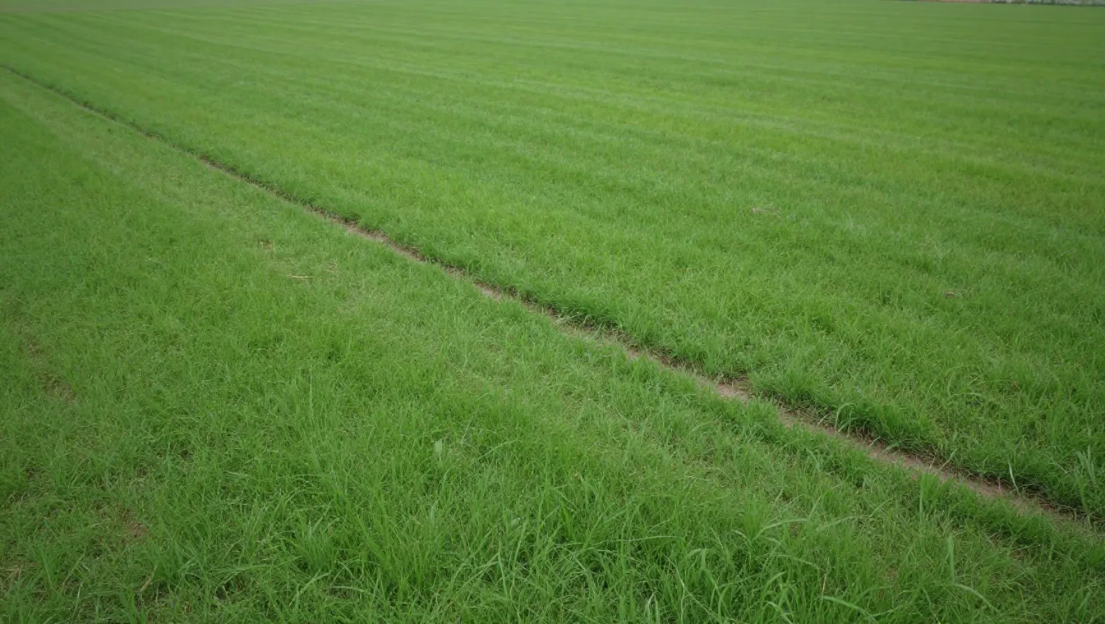Drainage in Waller, Texas — completed work Lawn mower mowed grass across a flat green field — yard and property drainage in Waller, Texas
