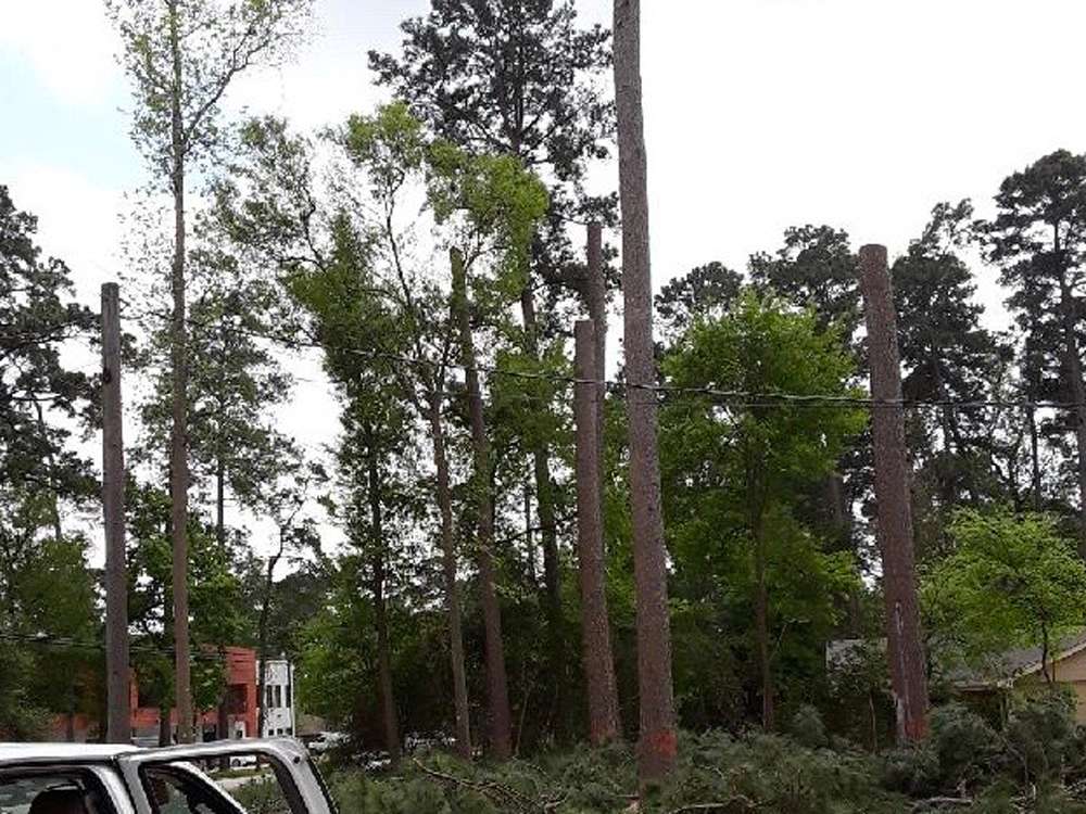 Brush Removal Prices: Cost Factors That Impact Your Quote Land_clearing_Trees-Tooped-for-Removal