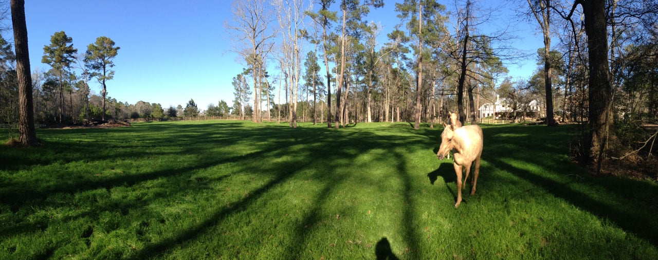 How Tree Clearing Prevent Property Damage and Increase Value land clearing horse pasture