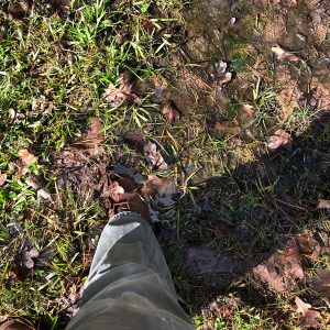 Poor drainage causing rotted grass in Houston yard