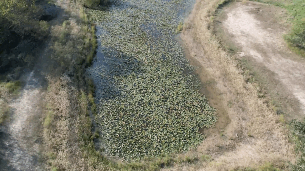 Dry grassy terrain flanks lily-pad-covered water; no machinery or active work is visible — Daniel Dean Land Clearing, Southeast Texas
