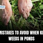Common Mistakes to Avoid When Killing Weeds in Ponds
