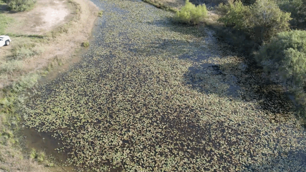 dirty pond with weeds