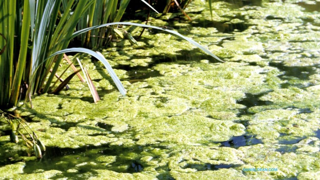 pond with algae
