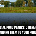 Artificial Pond Plants: 5 Benefits of Adding Them to Your Pond