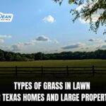 Types of Grass in Lawn for Texas Homes and Large Properties